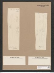 Pleurosigma sp. (de-Toni-Nr.: Genus 13, Species 1002) Zeichnungen Sammlung Grunow Nr. 2150 (NHMW-BOT-W0369198)